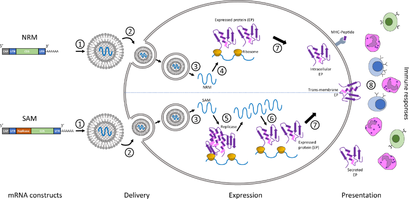 mRNA 合成一站式解决方案