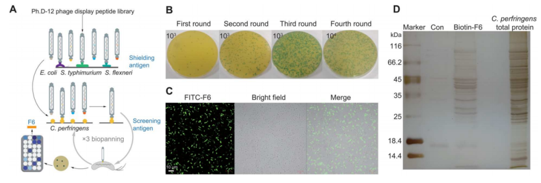 Science子刊：肠道靶向纳米颗粒可针对产气荚膜梭菌感染提供特异性靶向抗菌肽