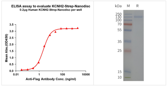 DIMA BIOTECH人KCNH2-Strep全长蛋白-合成纳米圆盘促销，一站式购物：