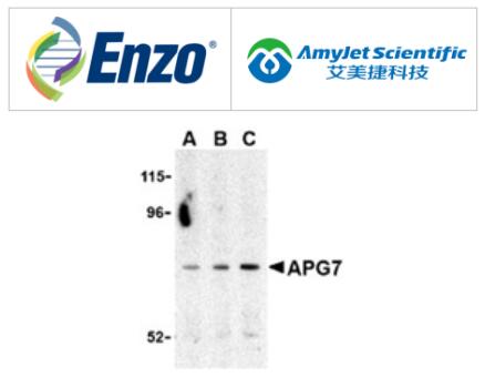 Enzo Life Sciences 艾美捷APG7多克隆抗体说明书 Enzo Life Sciences 艾美捷APG7多克隆抗体说明书
