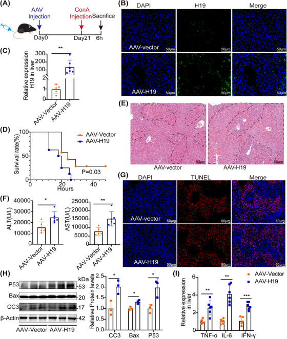 【MedComm】 9.9分，M1巨噬细胞来源外泌体通过向肝细胞转移LncRNA H19促进自身免疫性肝损伤