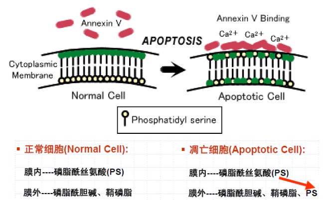 高文献发表爆款凋亡试剂盒、端午&6.18大放价中！