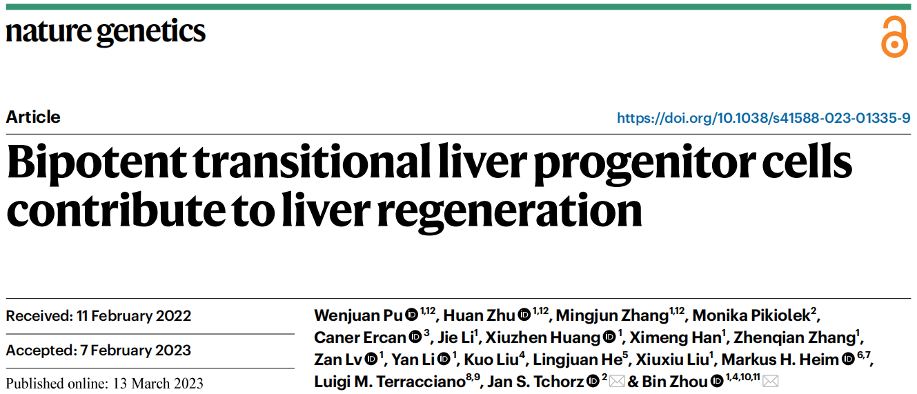 Nature Genetics | 南模生物助力揭示双潜能肝脏祖细胞促进肝脏修复再生机制