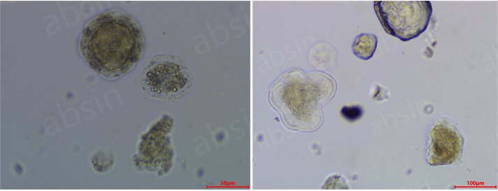 Organotial奶牛乳腺类器官培养基试剂盒——新上线