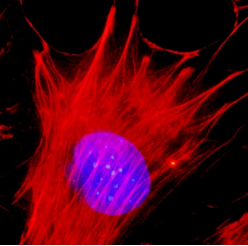 罗丹明标记鬼笔环肽(14uM甲醇)，超值优惠等你抢