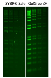 GelGreen核酸凝胶染色剂-限时折扣，科研必备！