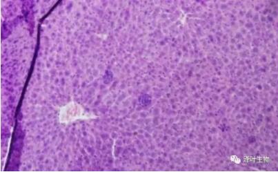 实验干货 | 细胞HE染色实验指南