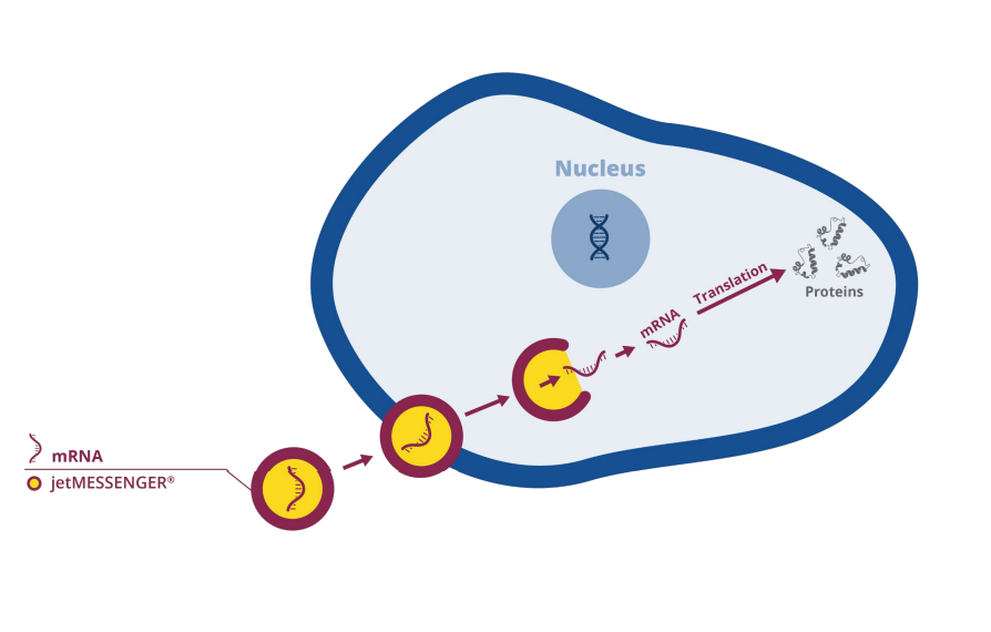 mRNA转染利器- jetMessenger
