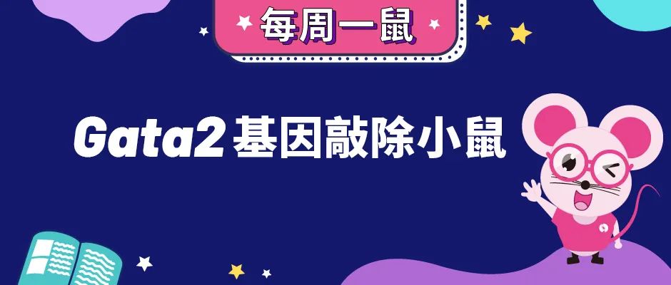 探索免疫缺陷的发病机制——Gata2基因敲除小鼠【每周一鼠】