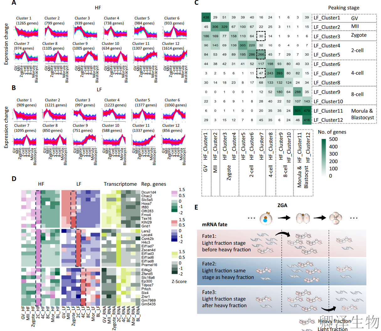 【翻译图谱】 | 解码生命最初48小时：科学家首次绘制小鼠胚胎发育翻译组高清图谱