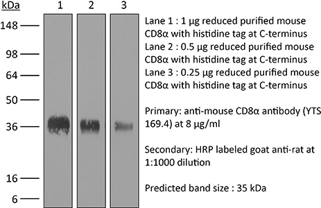 BioXcell特色产品推荐之：InVivoMAb anti-mouse CD8α
