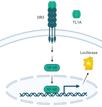 新产品--TL1A-荧光素酶报告基因细胞系