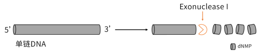 Exonuclease I：特异性去除单链DNA，PCR引物去除的最佳选择