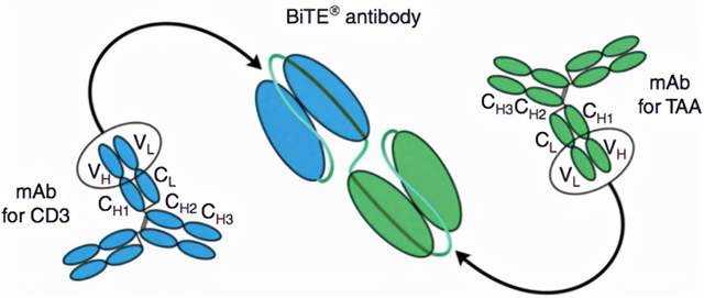 双特异性T细胞衔接抗体
