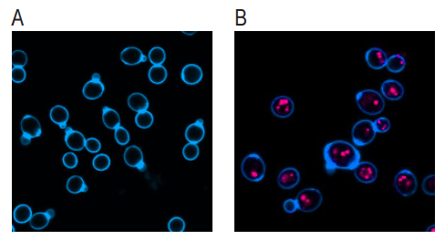 艾美捷Calcofluor白色染色剂的属性及相关研究方案