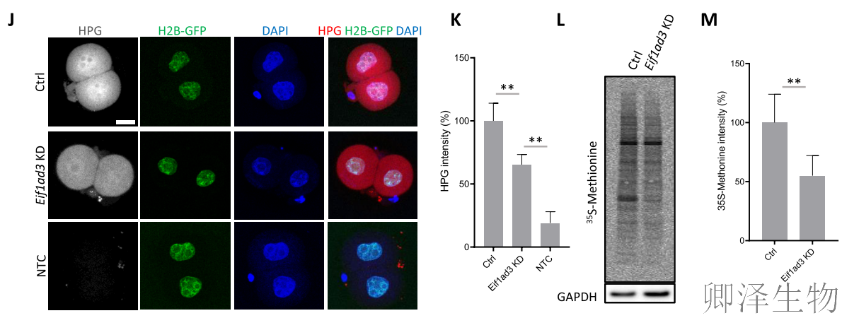【翻译图谱】 | 解码生命最初48小时：科学家首次绘制小鼠胚胎发育翻译组高清图谱