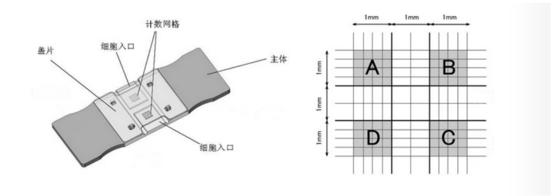 细胞学堂 | 实验室细胞计数指南