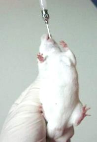 涨知识！动物体内给药实验科普（三）：经口给药法