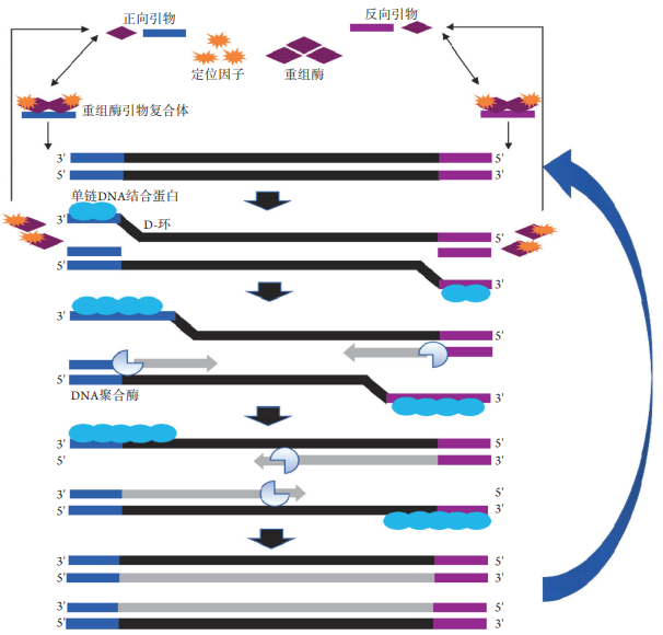 翌圣ZymeEditor平台RPA核心酶原料助力恒温扩增技术升级！