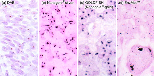 Nanoprobes 艾美捷基因检测的进化，从Nanogold到EnzMet