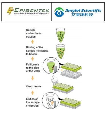 说明书丨Epigentek艾美捷EpiMag 96孔高通量磁力分离器 说明书丨Epigentek艾美捷EpiMag 96孔高通量磁力分离器