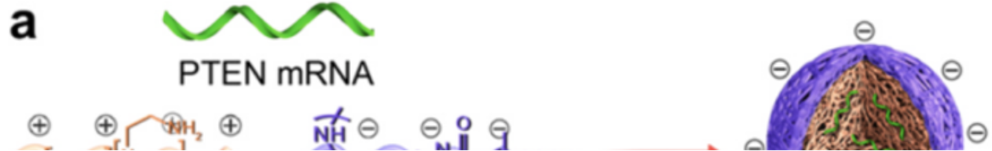 mRNA文献解读丨mRNA介导的仿生纳米药物可为脑部疾病治疗提供新思路