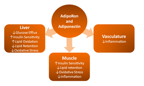 Enzo丨艾美捷Enzo c-Fos多克隆抗体解决方案 Enzo丨艾美捷Enzo c-Fos多克隆抗体解决方案