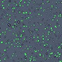 类器官基因过表达(慢病毒)套餐