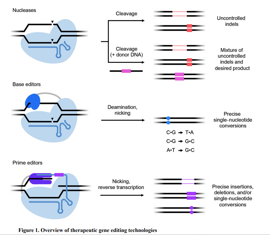 基因编辑在免疫细胞治疗中的应用