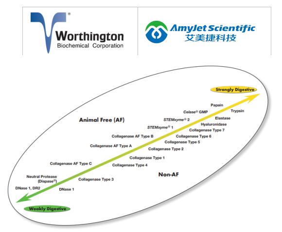 Worthington解离酶:中性蛋白酶(分散酶)详情解析 Worthington解离酶:中性蛋白酶(分散酶)详情解析