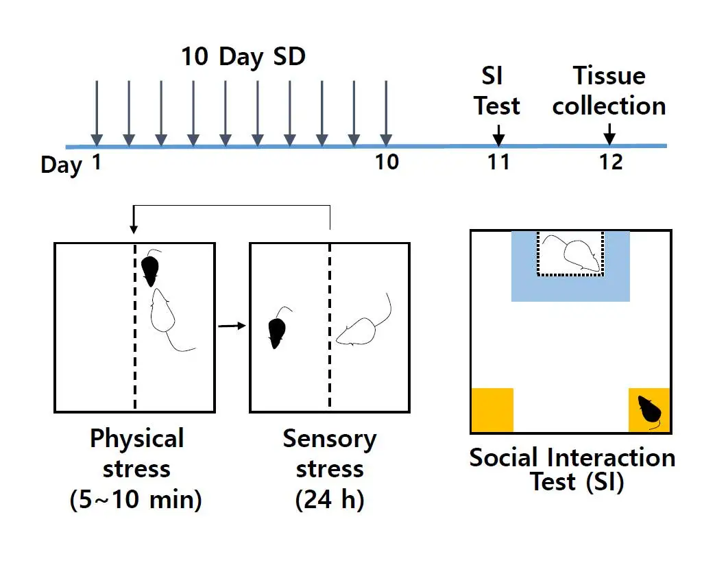抑郁症造模丨慢性社交挫败应激CSDS建模介绍