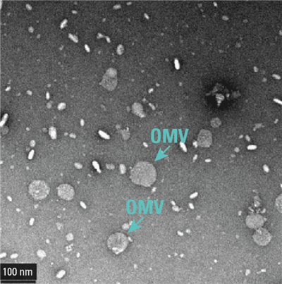 SBI代理-ExoBacteria外膜囊泡分离试剂盒，科研成本大降低