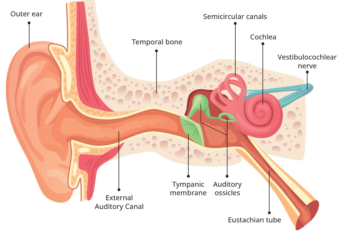 你！听！见！了！吗？ 龙年必修“聋”的事