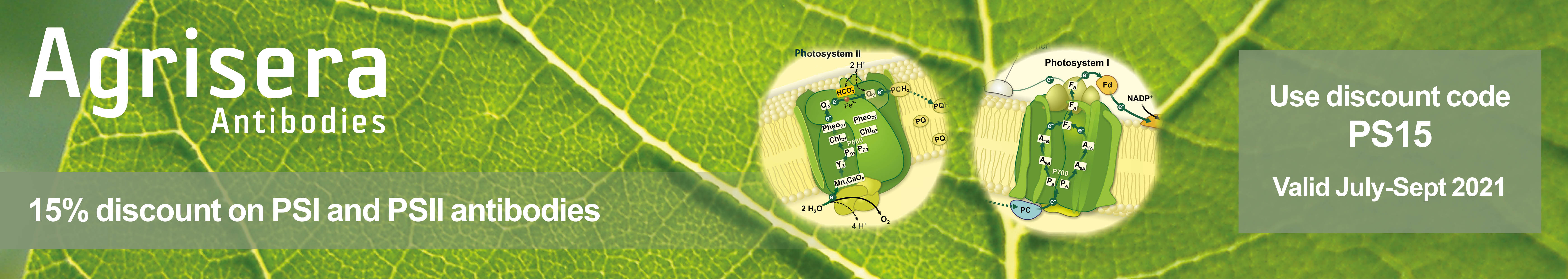 15 % off PSI and PSII Antibody Collection