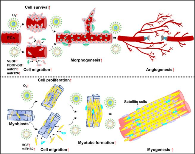 外泌体技术服务 外泌体技术服务