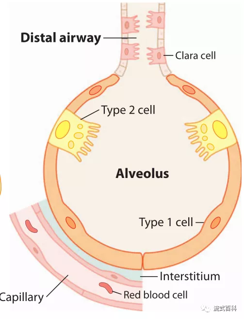 【流式学习】小鼠II型肺泡上皮细胞的分离及流式分选