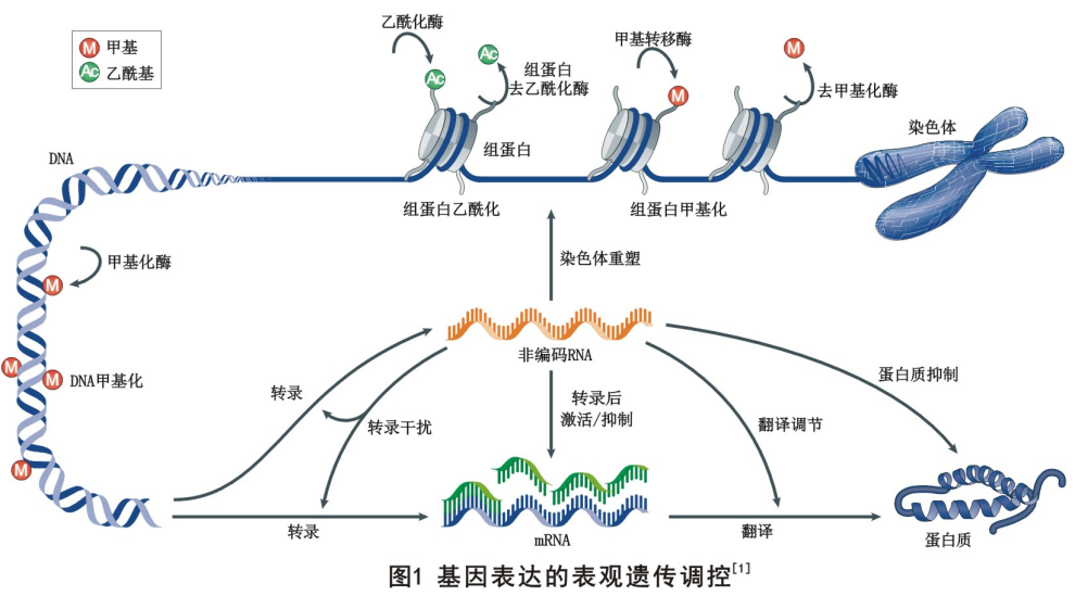 上新 | 双链甲基化建库重磅上市，助力表观遗传学研究