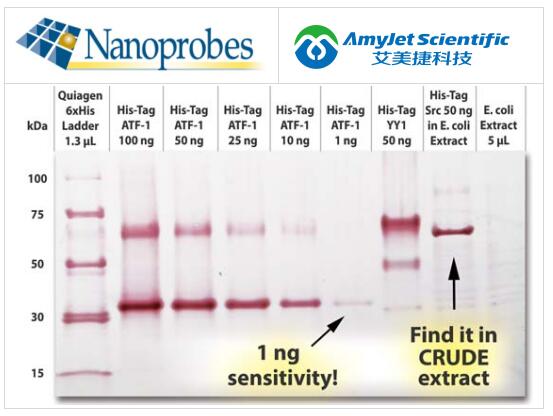 Nanoprobes多组氨酸 (His-) 标签标记:重组蛋白检测方案 Nanoprobes多组氨酸 (His-) 标签标记:重组蛋白检测方案