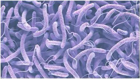 Vibrio cholerae