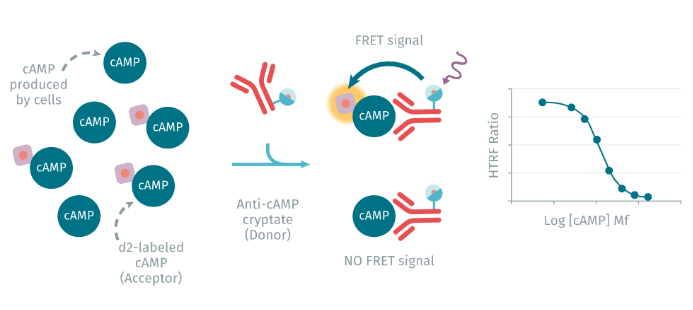 L-cAMP检测试剂盒—HTRF均相免洗技术，向ELISA说再见！