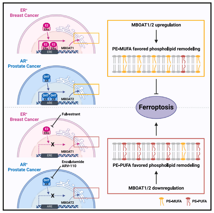 铁死亡十篇高分文章深入解读（上）