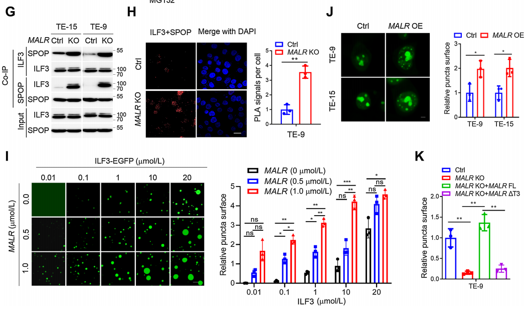 【客户文献解读,IF>11】食管癌的