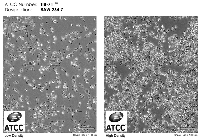 RAW 264.7细胞培养攻略