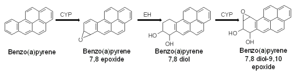 Cell Biolabs丨艾美捷BPDE DNA加合物ELISA试剂盒 Cell Biolabs丨艾美捷BPDE DNA加合物ELISA试剂盒