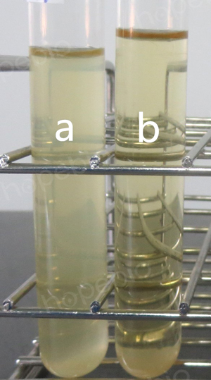 40%胆汁肉汤培养基原理及现象(青岛海博生物原创)