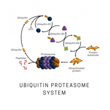VH 032 Linker 2:用于 PROTAC的研究和开发 VH 032 Linker 2:用于 PROTAC的研究和开发