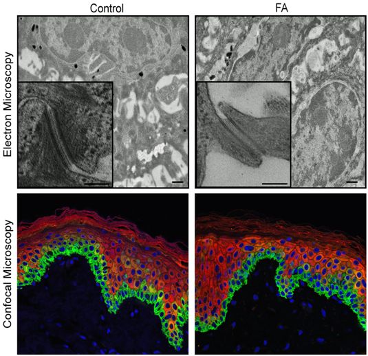 研究利用新的干细胞技术再生和研究活的患者特异性皮肤