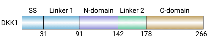 DKK1：经典的Wnt/β-catenin通路拮抗剂，癌症双向调控靶点？