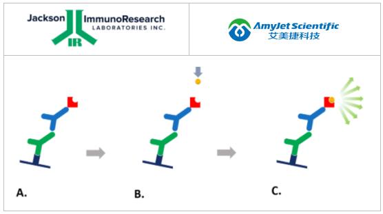 Jackson 化学发光免疫印迹解决方案