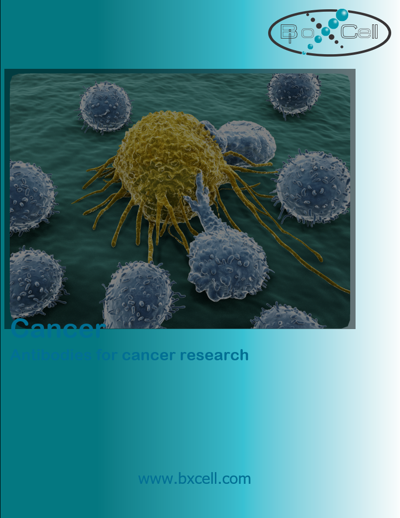 肿瘤免疫研究用抗体Cancer Research Antibodies